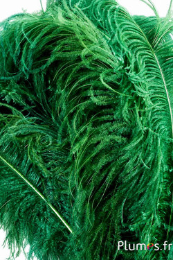 Struisvogel premium - 50-60 cm - mosgroen